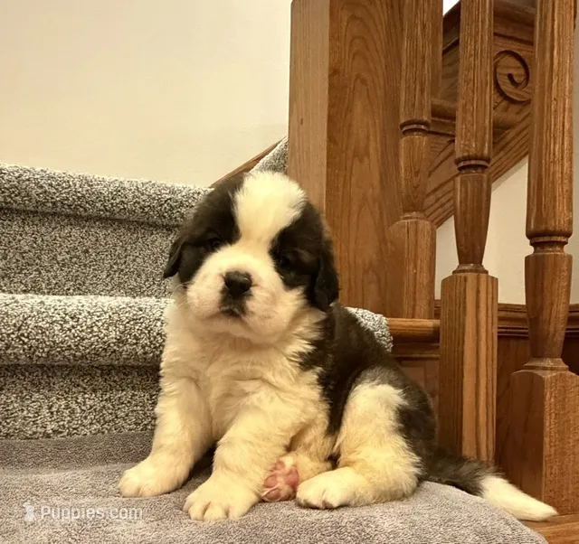 Oakley 6 Female – Saint Bernard puppy for sale in Rock Valley, IA