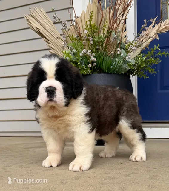 Oakley 4 Female – Saint Bernard puppy for sale in Rock Valley, IA