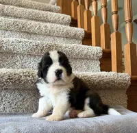 Oakley 9 Female , a female Saint Bernard for sale in Rock Valley, IA – 1 of 1