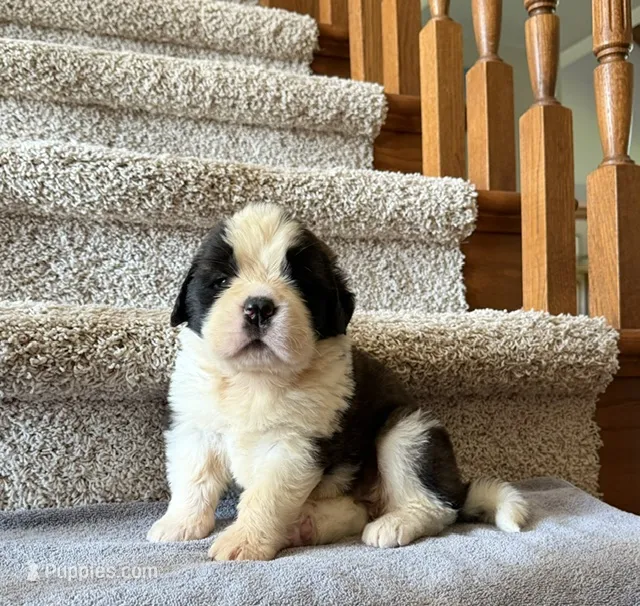 Oakley 5 Female – Saint Bernard puppy for sale in Rock Valley, IA