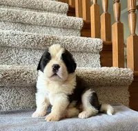 Oakley 5 Female, a female Saint Bernard for sale in Rock Valley, IA – 1 of 1