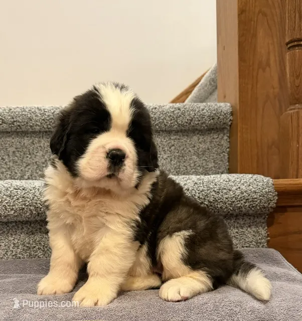 Oakley 4 Female – Saint Bernard puppy for sale in Rock Valley, IA