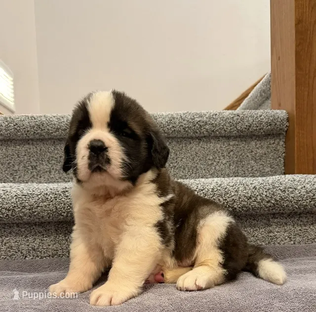 Oakley 3 Male  – Saint Bernard puppy for sale in Rock Valley, IA