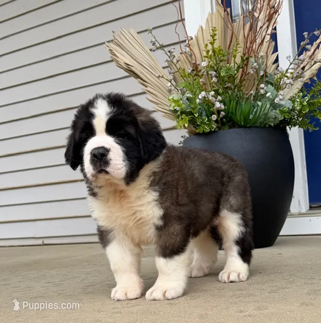 Oakley 8 Female – Saint Bernard puppy for sale in Rock Valley, IA