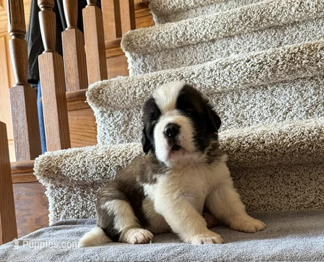 Oakley 2 Male – Saint Bernard puppy for sale in Rock Valley, IA