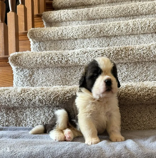 Oakley 6 Female – Saint Bernard puppy for sale in Rock Valley, IA