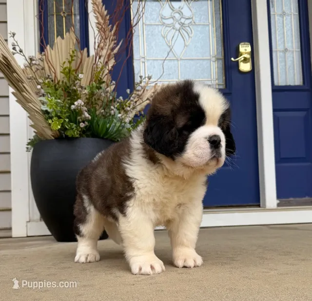 Oakley 6 Female – Saint Bernard puppy for sale in Rock Valley, IA