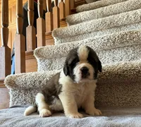 Oakley 3 Male , a male Saint Bernard for sale in Rock Valley, IA – 1 of 1