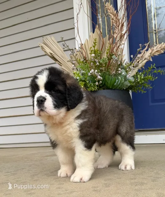Oakley 9 Female  – Saint Bernard puppy for sale in Rock Valley, IA