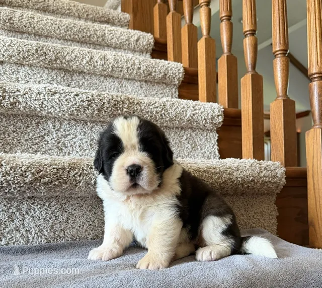 Oakley 4 Female – Saint Bernard puppy for sale in Rock Valley, IA