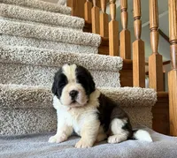 Oakley 4 Female, a female Saint Bernard for sale in Rock Valley, IA – 1 of 1