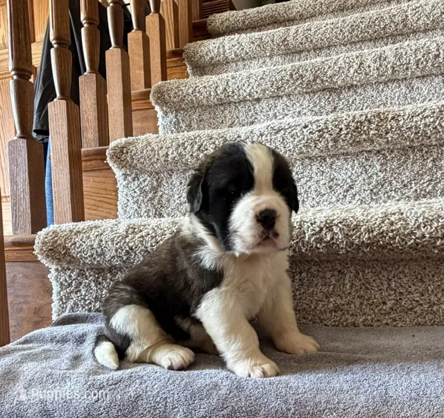 Oakley 7 Female  – Saint Bernard puppy for sale in Rock Valley, IA