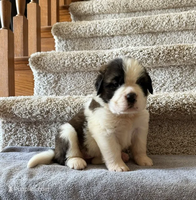 Oakley 10 Female – Saint Bernard puppy for sale in Rock Valley, IA