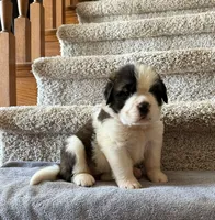 Oakley 10 Female, a female Saint Bernard for sale in Rock Valley, IA – 1 of 1