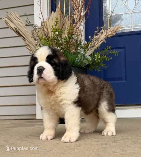 Oakley 5 Female – Saint Bernard puppy for sale in Rock Valley, IA