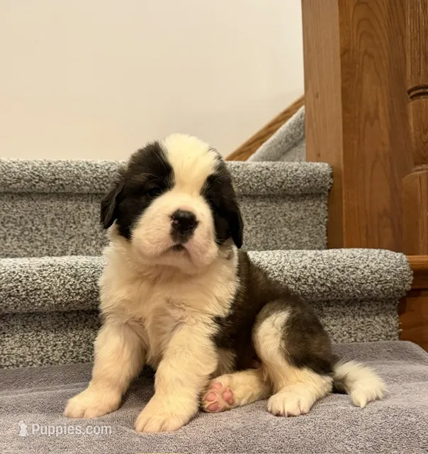 Oakley 5 Female – Saint Bernard puppy for sale in Rock Valley, IA