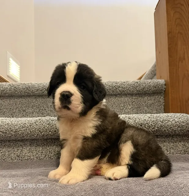 Oakley 8 Female – Saint Bernard puppy for sale in Rock Valley, IA