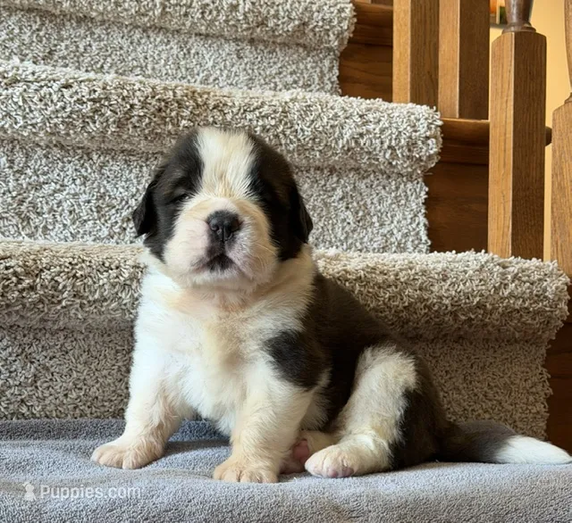 Oakley 1 Male – Saint Bernard puppy for sale in Rock Valley, IA