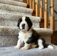 Oakley 8 Female, a female Saint Bernard for sale in Rock Valley, IA – 1 of 1