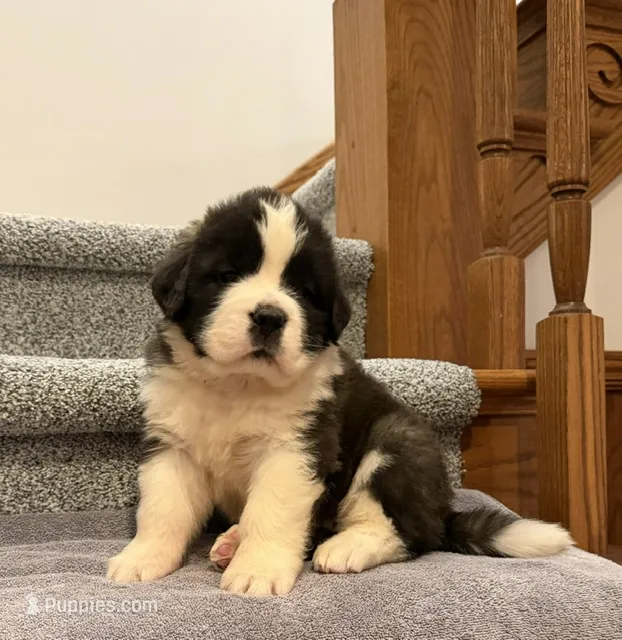 Oakley 9 Female  – Saint Bernard puppy for sale in Rock Valley, IA