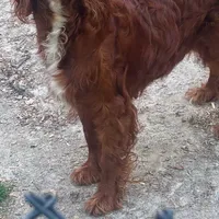 Charlotte, a female Irish Doodle for sale in Zebulon, NC – 1 of 1