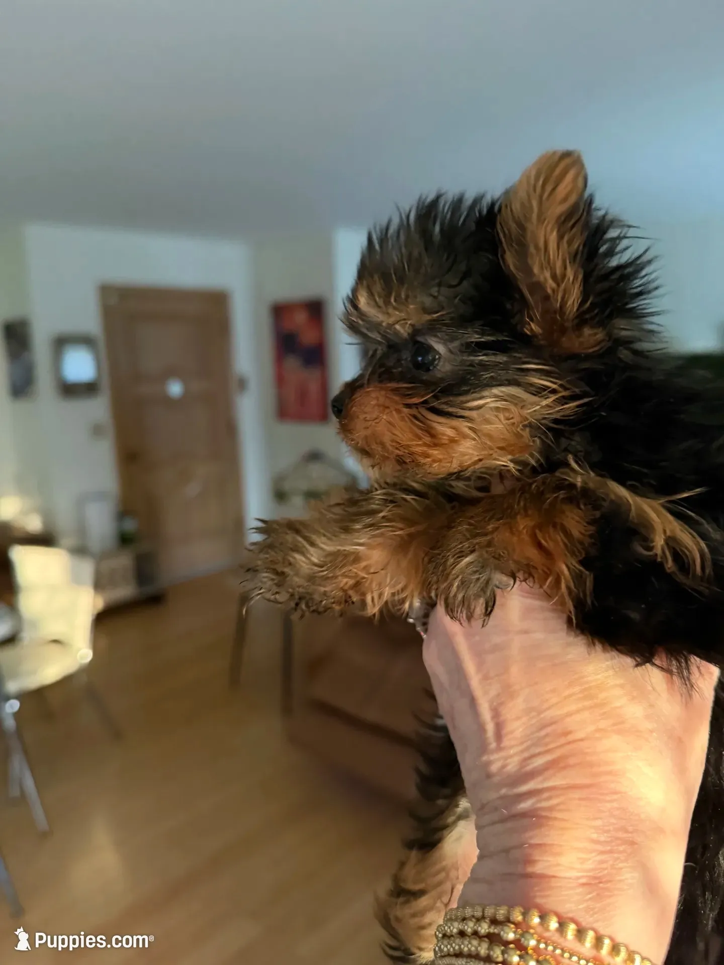 Dotty, a female Yorkshire Terrier for sale in Elgin, IL – 5 of 10