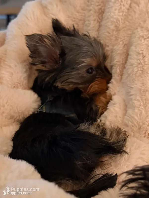 Dotty – Yorkshire Terrier puppy for sale in Elgin, IL