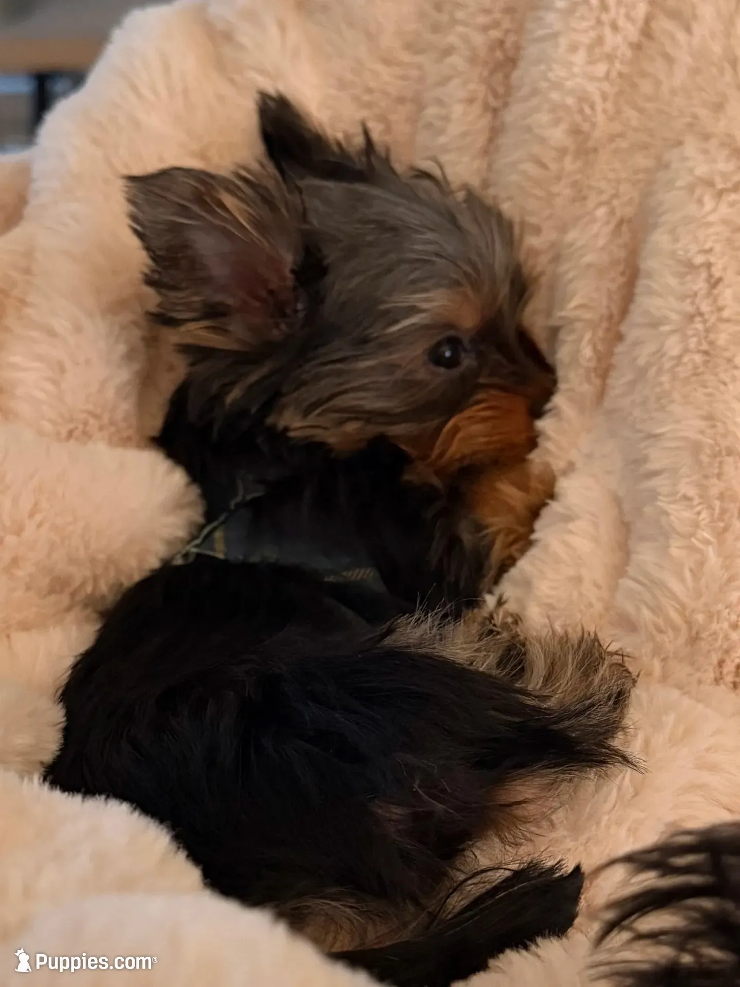 Dotty, a female Yorkshire Terrier for sale in Elgin, IL – 3 of 9