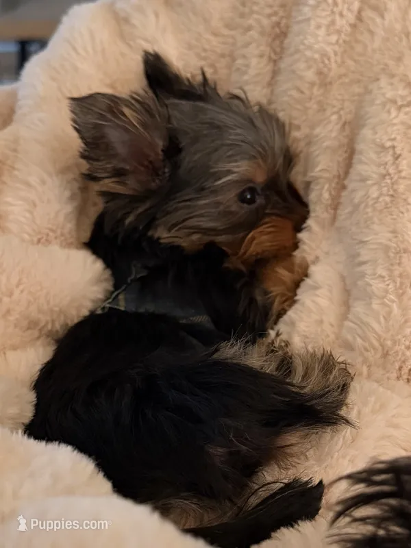 Dotty – Yorkshire Terrier puppy for sale in Elgin, IL