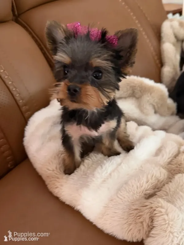 Dotty – Yorkshire Terrier puppy for sale in Elgin, IL