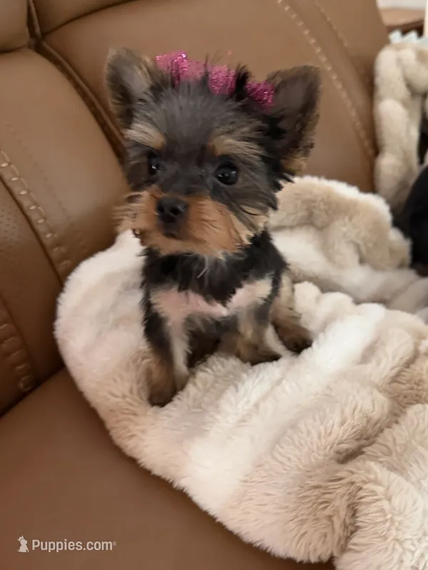 Dot – Yorkshire Terrier puppy for sale in Elgin, IL