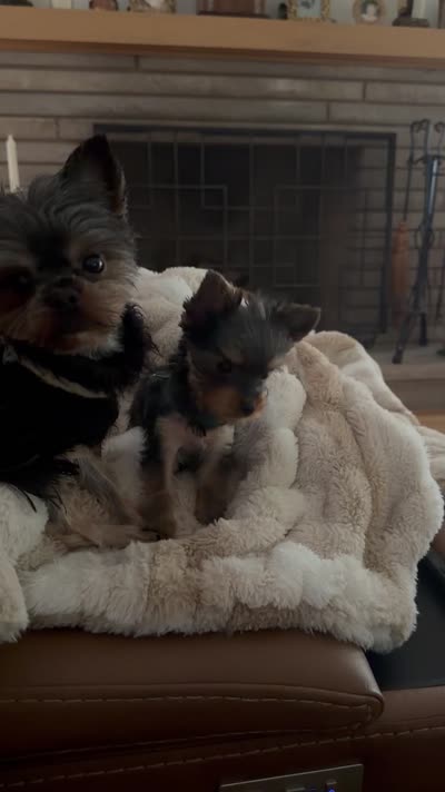 Dotty, a female Yorkshire Terrier for sale in Elgin, IL – 9 of 9