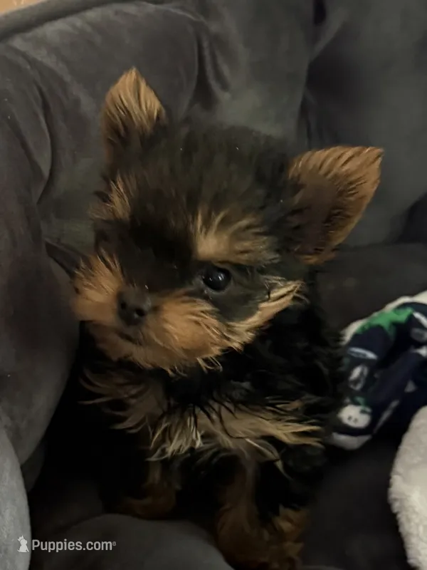 Dot – Yorkshire Terrier puppy for sale in Elgin, IL