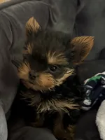 Dotty, a female Yorkshire Terrier for sale in Elgin, IL – 4 of 10