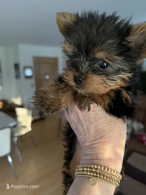 Dot – Yorkshire Terrier puppy for sale in Elgin, IL