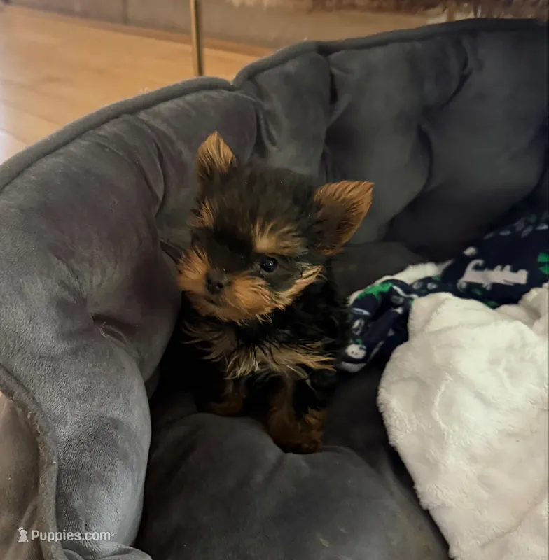 Dot – Yorkshire Terrier puppy for sale in Elgin, IL