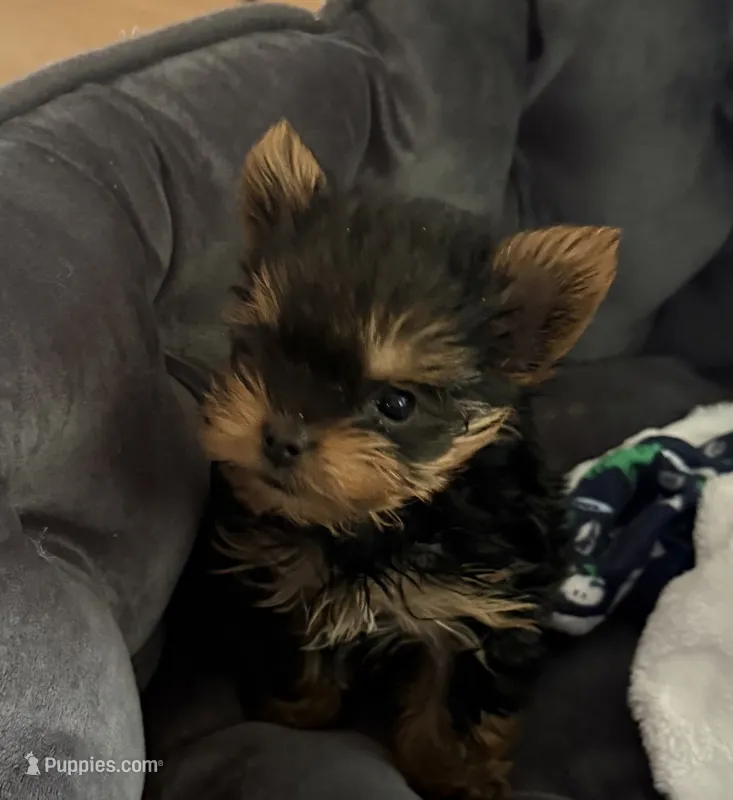 Dot – Yorkshire Terrier puppy for sale in Elgin, IL