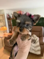 Dotty, a female Yorkshire Terrier for sale in Elgin, IL – 2 of 10