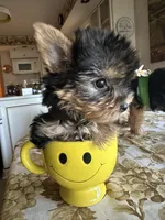 Dotty, a female Yorkshire Terrier for sale in Elgin, IL – 2 of 9