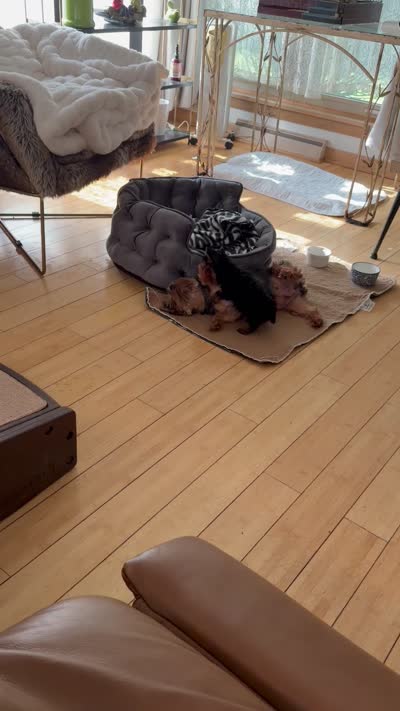 Dotty, a female Yorkshire Terrier for sale in Elgin, IL – 10 of 10