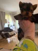 Dot, a female Yorkshire Terrier for sale in Elgin, IL – Photo 3 of 5