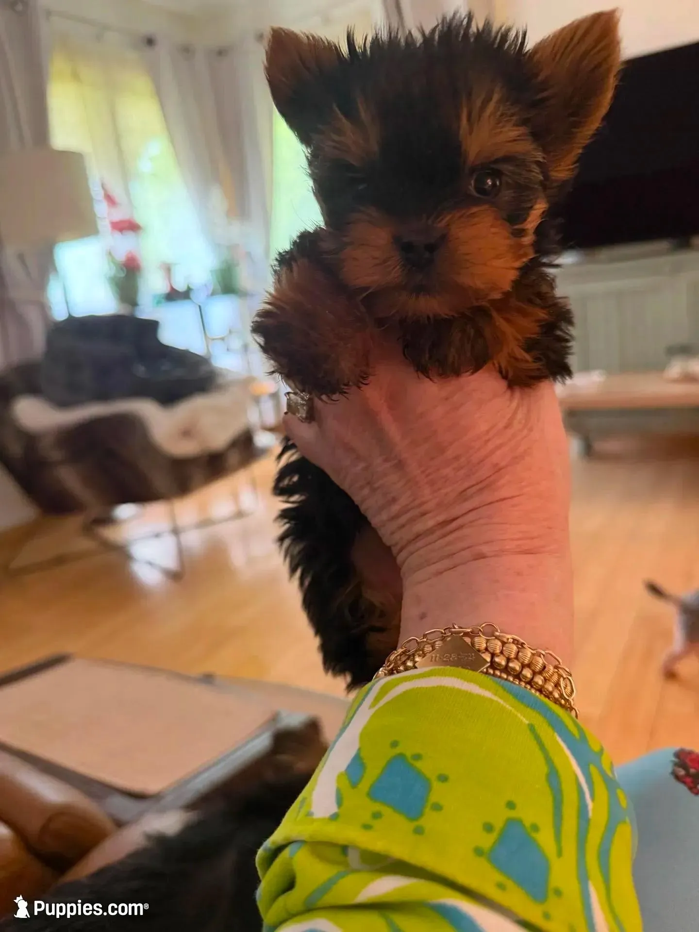 Dotty, a female Yorkshire Terrier for sale in Elgin, IL – 6 of 10