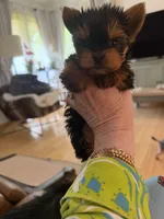 Dot, a female Yorkshire Terrier for sale in Elgin, IL – Photo 4 of 5