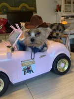 Dot, a female Yorkshire Terrier for sale in Elgin, IL – Photo 5 of 5