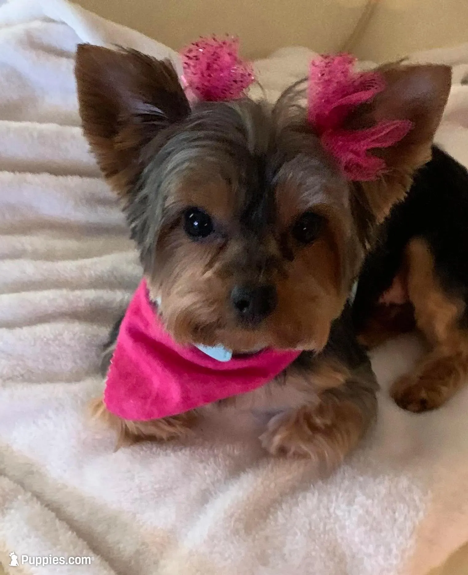 Dotty, a female Yorkshire Terrier for sale in Elgin, IL – 7 of 10