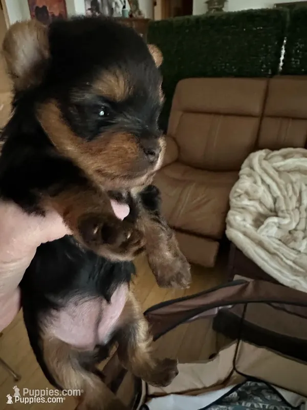 Dot – Yorkshire Terrier puppy for sale in Elgin, IL