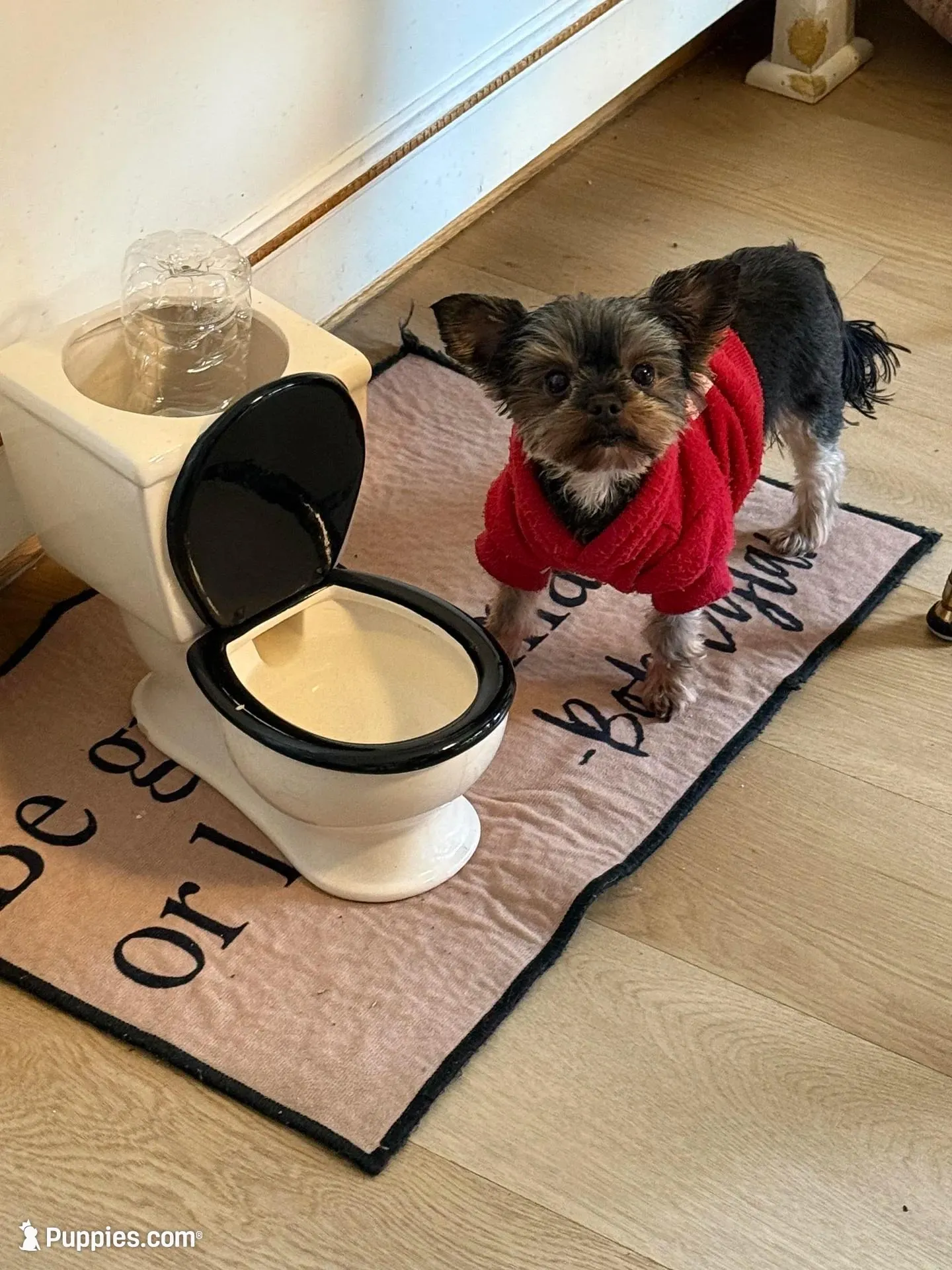 Dotty, a female Yorkshire Terrier for sale in Elgin, IL – 8 of 10