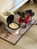 Dot, a female Yorkshire Terrier for sale in Elgin, IL – Photo 2 of 5