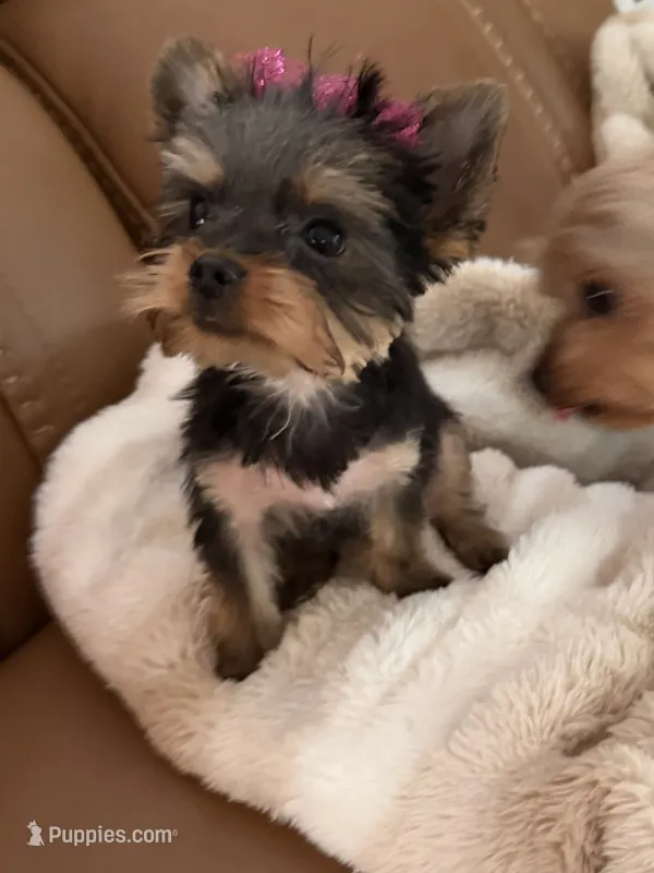 Dotty – Yorkshire Terrier puppy for sale in Elgin, IL