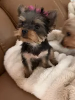 Dotty, a female Yorkshire Terrier for sale in Elgin, IL – 3 of 10